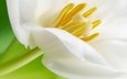 макро, цветок, лепестки, белый, красивый, тюльпан