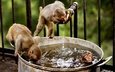вода, забавно, обезьяны, мартышки, купаются
