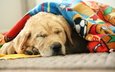 морда, сон, собака, спит, одеяло, лабрадор