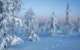 снег, природа, новый год, лес, зима, мороз, ели, сугробы, зимний лес