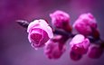 цветы, ветка, макро, фон, розы, фиолетовый, размытость, весна, розовые, бутое, fon, fioletovyj, makro, rozovye, rozy, vetka, розмытость