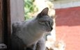 кот, кошка, серый, улица, сидит, окно, любопытство