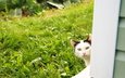 кот, лето, кошка, взгляд, травка, огород, из-за угла