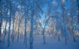 небо, деревья, снег, зима, мороз, березы, швеция, голубое, сугроб