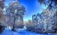 деревья, снег, природа, зима, утро, мороз, зимний лес