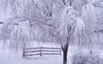 снег, дерево, зима, ветки, мороз, иней, забор, зимний лес
