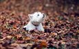 листья, листва, осень, собака, собачка, вест-хайленд-вайт-терьер