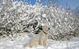 снег, зима, собака, лабрадор