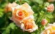 цветы, макро, розы, роза, куст, оранжевые, чайные розы