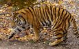 тигр, осень, хищник, полосатый, амурский тигр