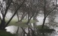 деревья, вода, отражение, туман