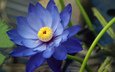 синий, цветок, лепестки, лотос, кувшинка, водяная лилия