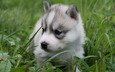 трава, щенок, хаски, голубые глаза, лайка, маленький пес
