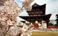 цветы, природа, ветви, лепестки, пагода, япония, дом, сакура