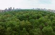 деревья, парк, нью-йорк, центральный парк