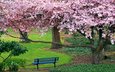 деревья, природа, дорожка, весна, скамейка, сакура, цветущие