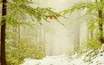 деревья, снег, лес, листья, зима, ветви, дымка