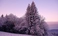 деревья, снег, природа, зима, фото, мороз, холод, сосны, ель, зимний лес