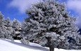 деревья, снег, мороз, зимний лес