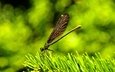 трава, природа, макро, крылья, насекомые, стрекоза