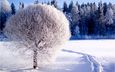 снег, дерево, лес, зима, тропинка, сугробы, зимний лес