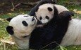 трава, панда, забота, детеныш, бамбуковый медведь, большая панда
