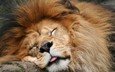 морда, спит, хищник, большая кошка, лев, язык, грива