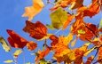 небо, дерево, листья, ветки, ветви, осень, красные, желтые
