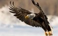 полет, крылья, хищник, птица, клюв, перья, белоголовый орлан, хищная птица