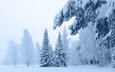 снег, зима, ветки, мороз, сосны, ель, сугробы, зимний лес