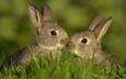 трава, любовь, семья, кролики, зайцы