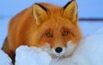 снег, зима, взгляд, рыжая, лиса, лисица