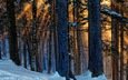 деревья, снег, природа, лес, зима, лучи, стволы