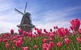 поле, лето, мельница, тюльпанов, голландия