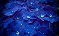 цветы, синий, лепестки, бутон, соцветие, гортензия