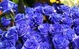 цветы, синий, цветок, розы, букет, голубые розы, синие розы