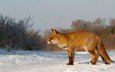 снег, зима, рыжая, лиса, лисица, охота, внимательность