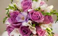 cvety, fioletovyj, rozy, buket