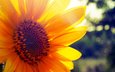 цветок, лепестки, подсолнух, желтые, leto, solnce, podsolnux, luch, солнечный свет, крупным планом