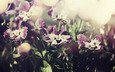 cvety, nebo, makro, foto, fioletovye, anyutiny glazki