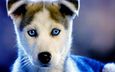 собака, щенок, хаски, голубые глаза, сибирский хаски