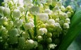 цветы, ландыши, белые, makro, cvet, bliki
