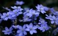 цветы, растения, макро, голубые, синие, cvety, makro, rasteniya, sinie, golubye, печёночница