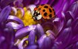 жук, насекомое, цветок, фиолетовый, божья коровка, cvety, krasivo, rasteniya