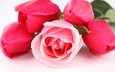 цветы, бутоны, розы, букет, тюльпаны, cvety, tyulpany, rozy