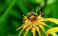 макро, насекомое, цветок, лето, пчела