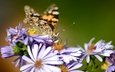 цветы, насекомое, бабочка, крылья, cvety, babochka, makro, priroda