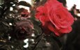 цветы, макро, роза, лепестки, красная, makro, roza, krasnaya
