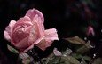 вода, листья, макро, цветок, капли, роза, cvetok, listya, kapli, buton, roza, rozovaya, v, леспестки