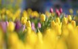 цветы, бутоны, красные, поляна, тюльпаны, яркие, желтые, cvety, zheltye, tyulpany, butony, krasnye, yarkie, polya